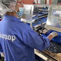 SACOOP - Erste MAF-Sortiermaschine für Blaubeeren in Le Piemont installiert