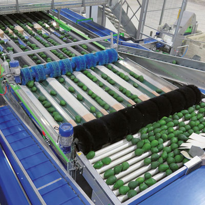 A fully automated turnkey line with Pomone 8-lane sizer at Mission Produce in Peru