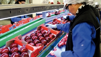 NOVACOOP - Table emballage inclinée - Pommes en plateaux