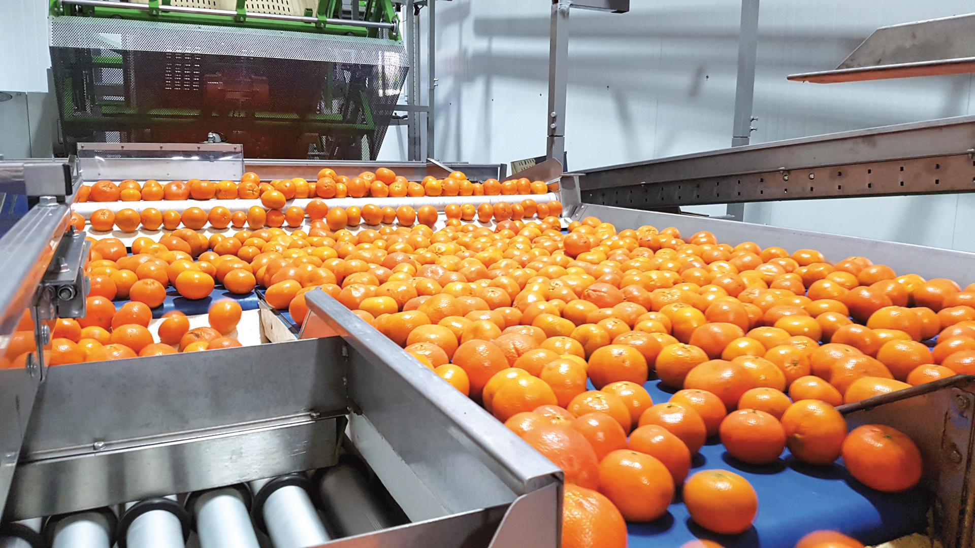 INDIGO FRUIT FARMING - station fruitière - agrumes / oranges