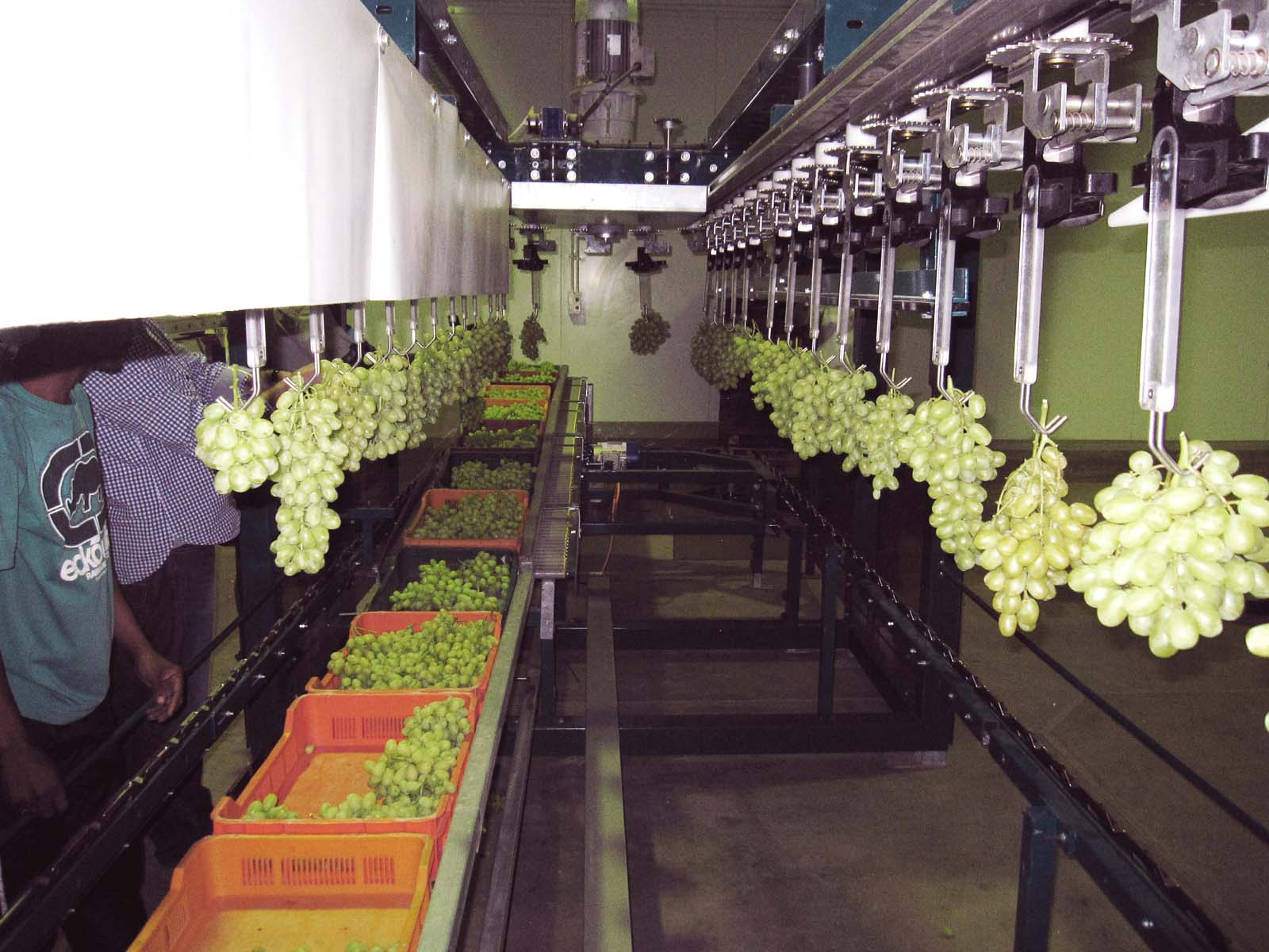 Grapes' sorting and packaging - GRAPESIZER