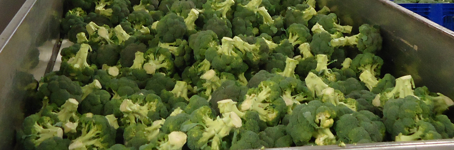 Panoramique légumes-brocolis et artichauts