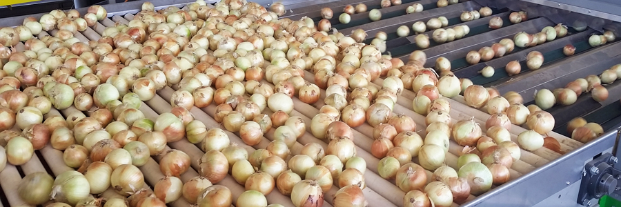 Panoramique légumes-bulbes