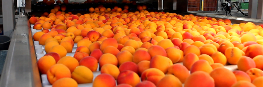 Panoramique fruits-fruits à noyau