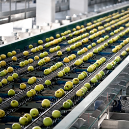 Automatisiertes System - Obst und Gemüse Kalibrierung