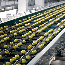 Automated system - Fruits' and vegetables' sizing